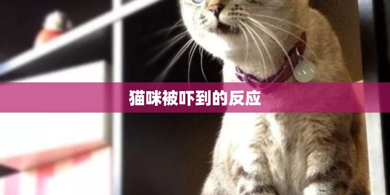 猫咪被吓到的反应