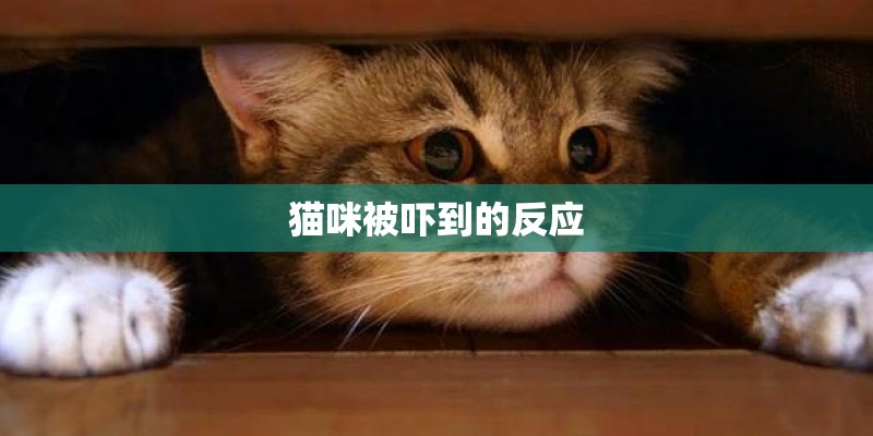 猫咪被吓到的反应