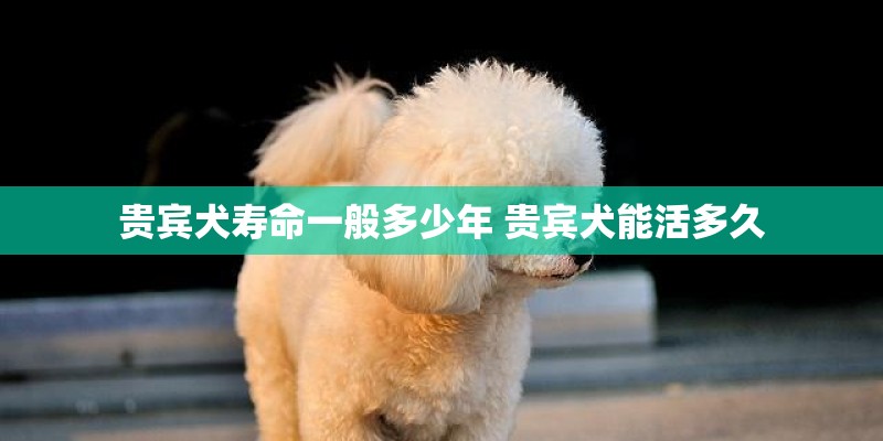 贵宾犬寿命一般多少年 贵宾犬能活多久