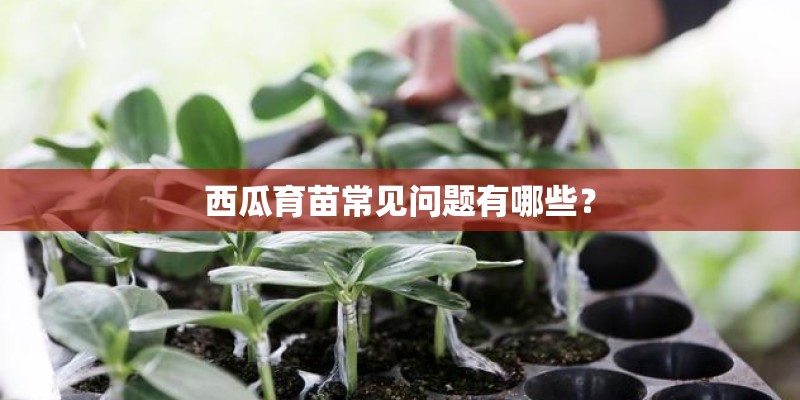 西瓜育苗常见问题有哪些？