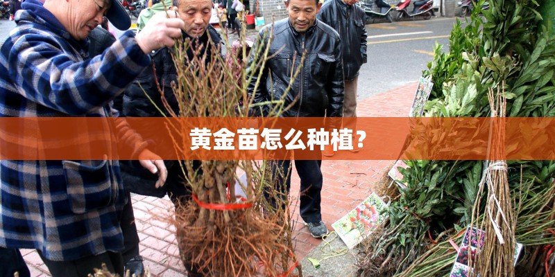 黄金苗怎么种植？