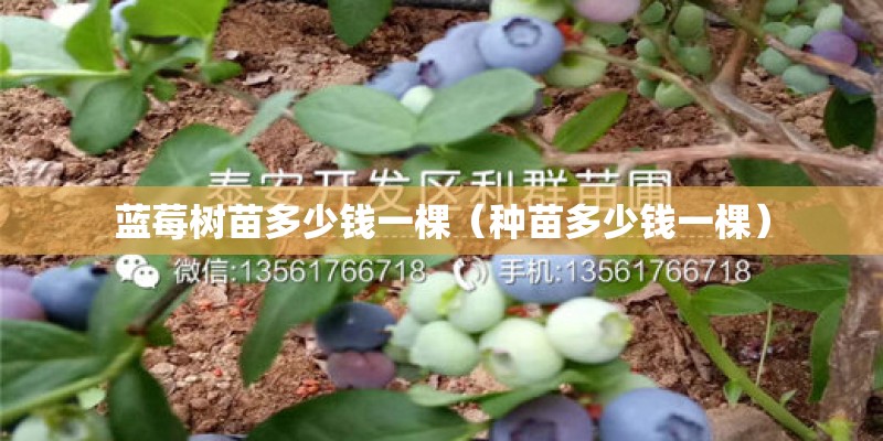 蓝莓树苗多少钱一棵（种苗多少钱一棵）