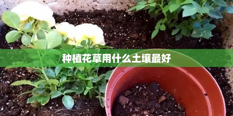 种植花草用什么土壤最好