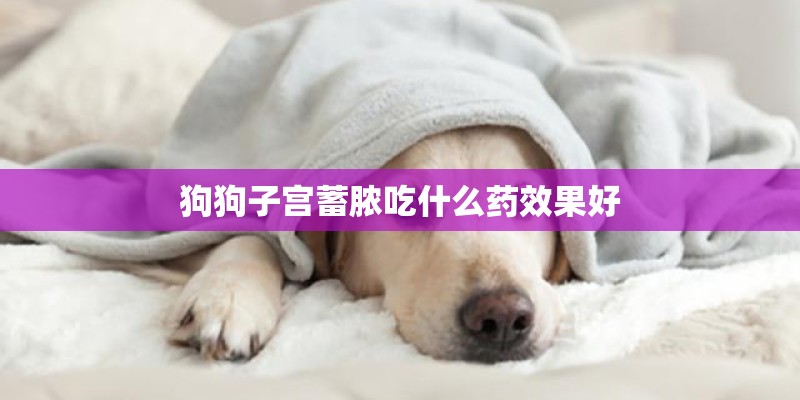 狗狗子宫蓄脓吃什么药效果好
