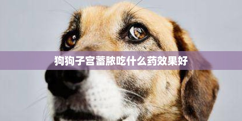 狗狗子宫蓄脓吃什么药效果好