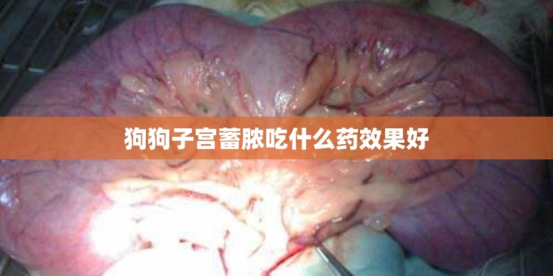 狗狗子宫蓄脓吃什么药效果好