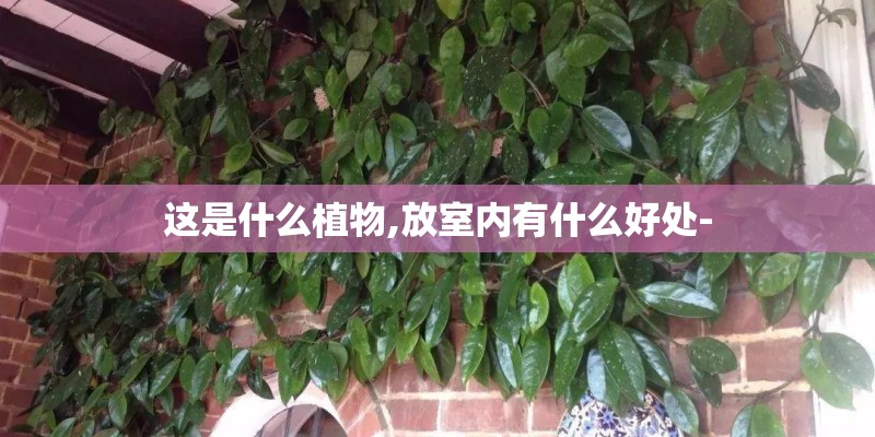 这是什么植物,放室内有什么好处-