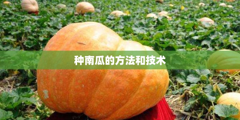 种南瓜的方法和技术