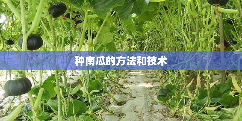 种南瓜的方法和技术