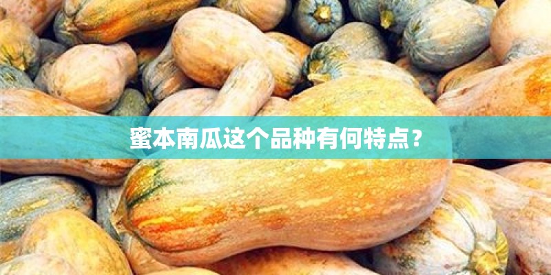 蜜本南瓜这个品种有何特点？