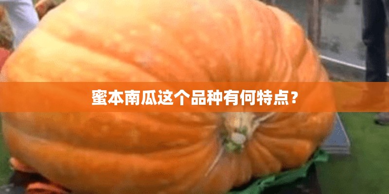 蜜本南瓜这个品种有何特点？