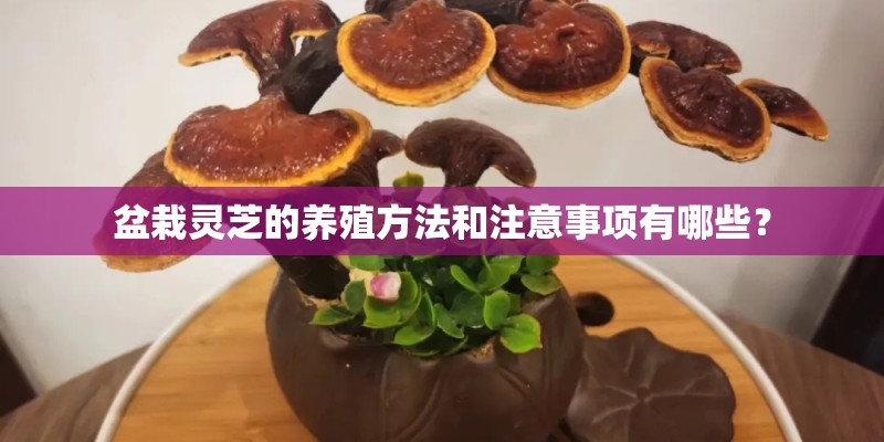 盆栽灵芝的养殖方法和注意事项有哪些？