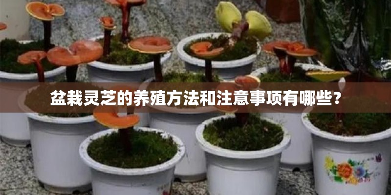 盆栽灵芝的养殖方法和注意事项有哪些？