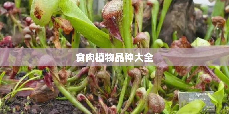 食肉植物品种大全