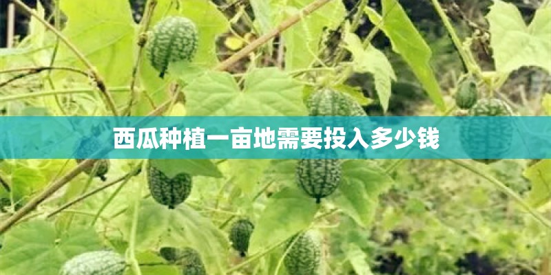 西瓜种植一亩地需要投入多少钱