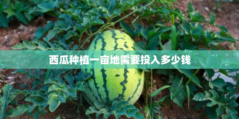 西瓜种植一亩地需要投入多少钱