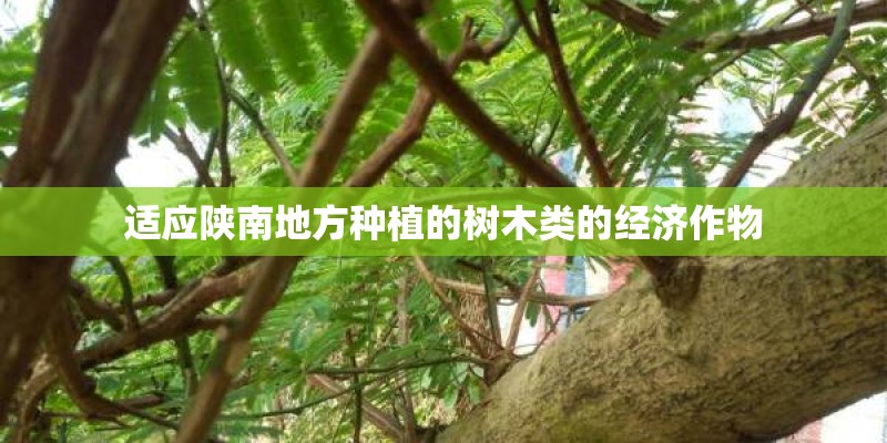 适应陕南地方种植的树木类的经济作物