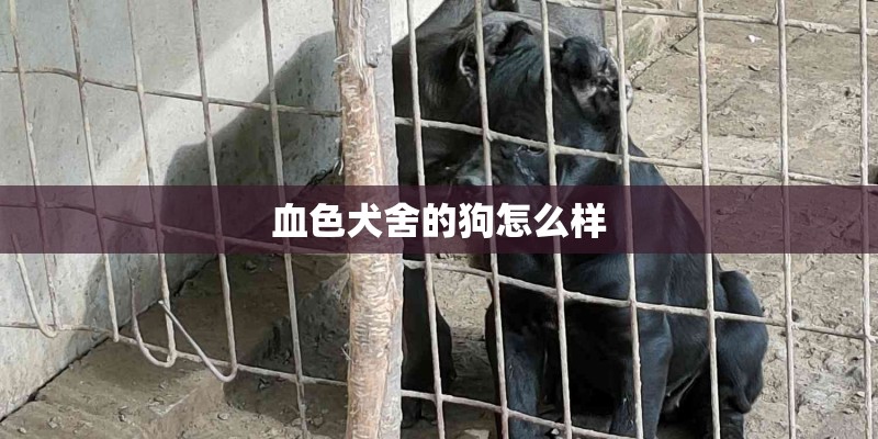 血色犬舍的狗怎么样