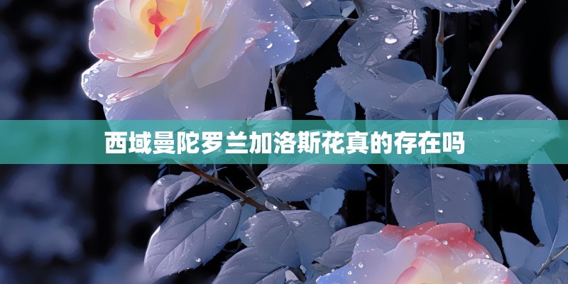 西域曼陀罗兰加洛斯花真的存在吗