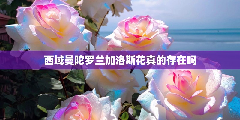 西域曼陀罗兰加洛斯花真的存在吗