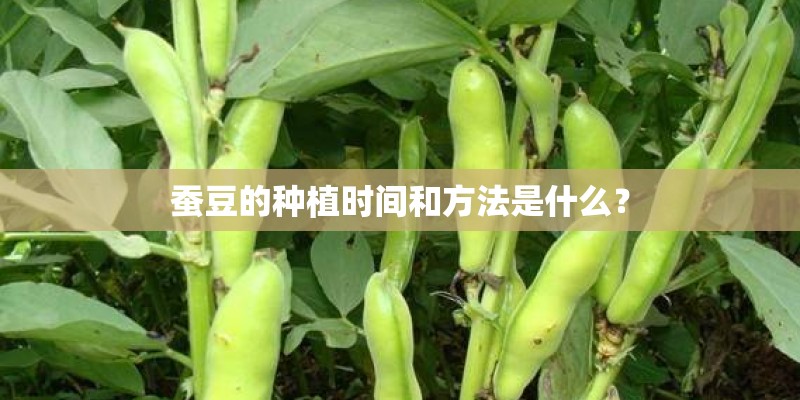 蚕豆的种植时间和方法是什么？
