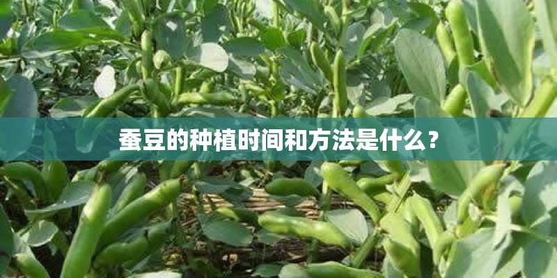 蚕豆的种植时间和方法是什么？