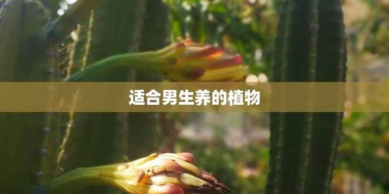 适合男生养的植物