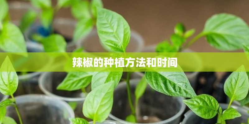 辣椒的种植方法和时间