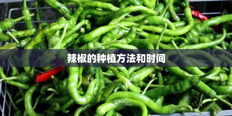 辣椒的种植方法和时间