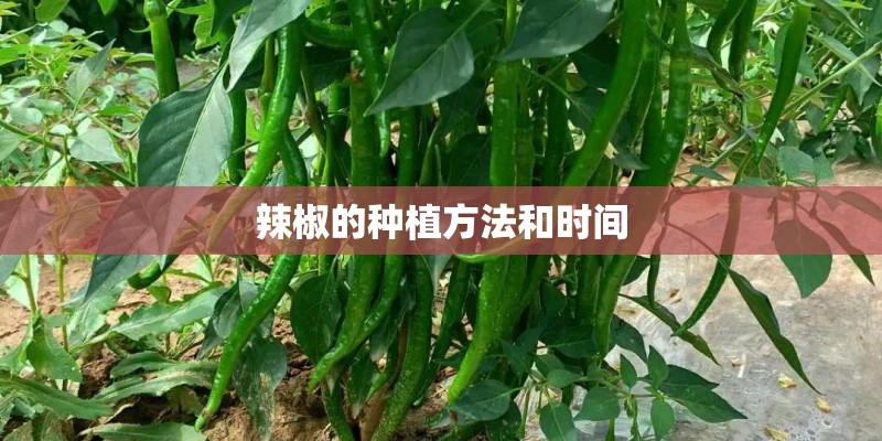 辣椒的种植方法和时间