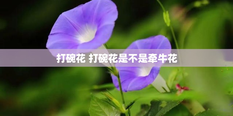 打碗花 打碗花是不是牵牛花