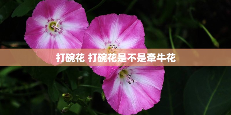 打碗花 打碗花是不是牵牛花