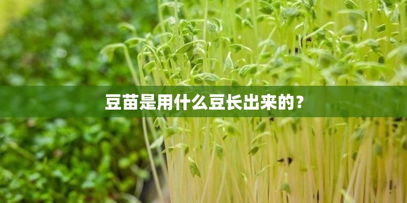 豆苗是用什么豆长出来的？