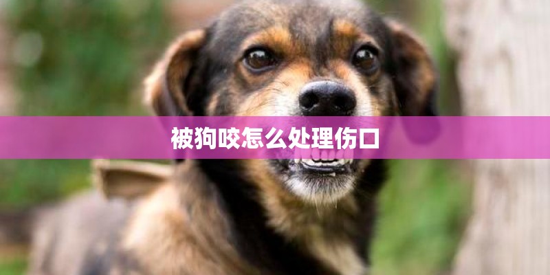 被狗咬怎么处理伤口