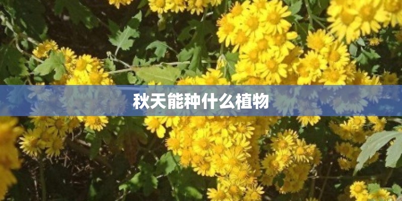 秋天能种什么植物