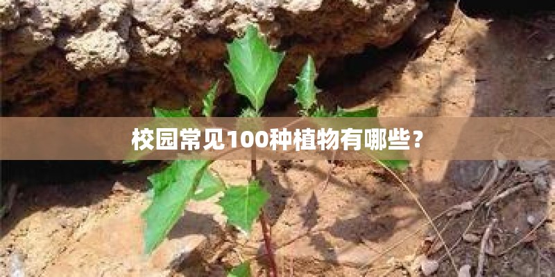 校园常见100种植物有哪些？