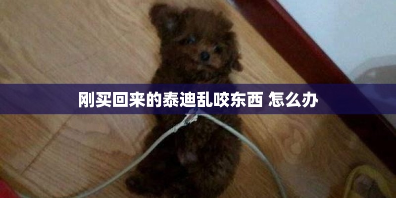 刚买回来的泰迪乱咬东西 怎么办