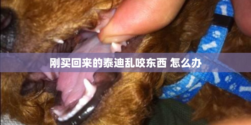 刚买回来的泰迪乱咬东西 怎么办