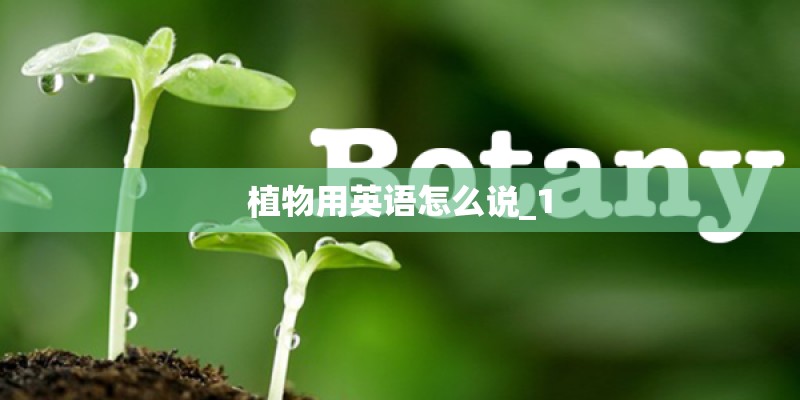 植物用英语怎么说_1