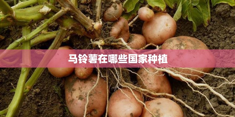 马铃薯在哪些国家种植