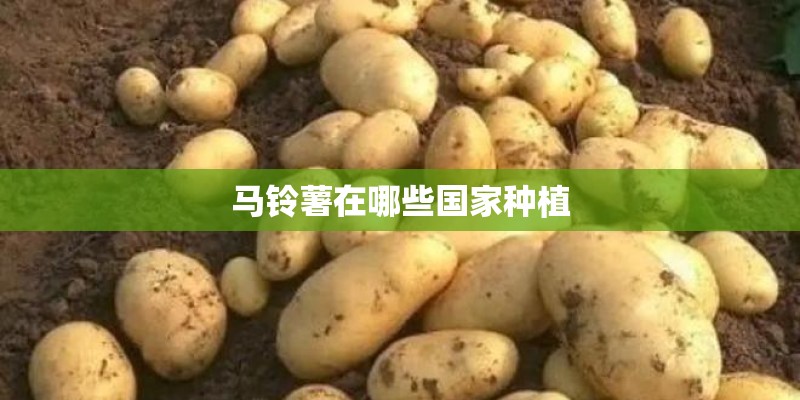 马铃薯在哪些国家种植
