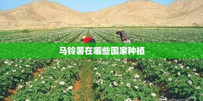马铃薯在哪些国家种植