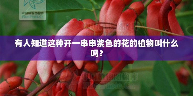 有人知道这种开一串串紫色的花的植物叫什么吗？