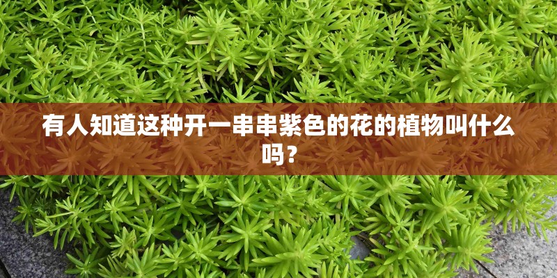 有人知道这种开一串串紫色的花的植物叫什么吗？