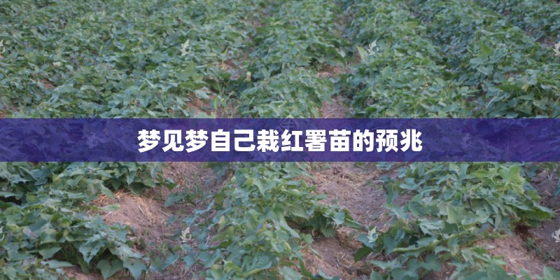 梦见梦自己栽红署苗的预兆