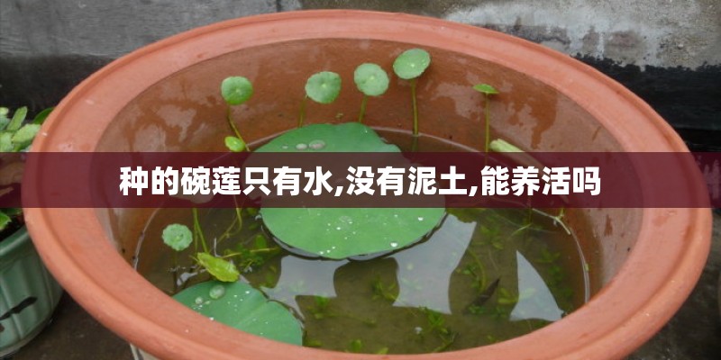 种的碗莲只有水,没有泥土,能养活吗