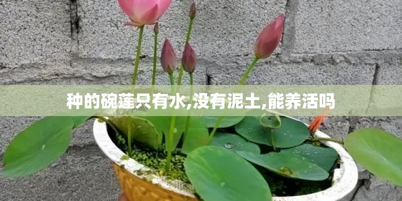 种的碗莲只有水,没有泥土,能养活吗