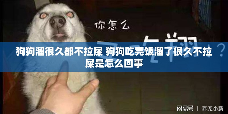 狗狗溜很久都不拉屎 狗狗吃完饭溜了很久不拉屎是怎么回事