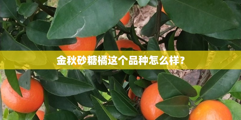 金秋砂糖橘这个品种怎么样？