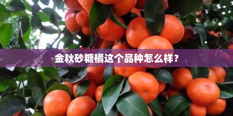 金秋砂糖橘这个品种怎么样？